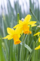 Narcissus 'Jetfire'