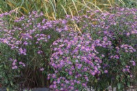 Aster trifoliatus subsp. ageratoides 'Ezo Murasaki'