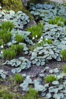 Ground cover of Cyclamen hederifolium interspersed with snowdrops and other small bulbs in February