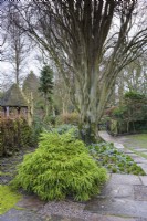 Cryptomeria japonica 'Spiralis' at York Gate Garden in February