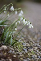 Galanthus 'Trumps' in February