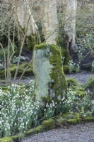 A mossy stone surrounded by snowdrops at York Gate Garden in February