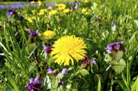 Taraxacum officinale - Dandelion and Lamium purpureum in in wildflower meadow. April