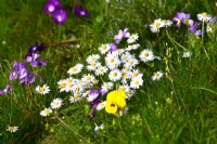 Viola tricolor with Bellis perennis - daisy growing in a lawn.