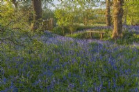 View of a woodland edge carpeted with Hyacinthoides non-scripta in Spring - April