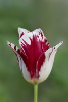 Tulipa 'Grand Perfection' flowering in Spring - April