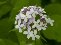 Lunaria rediviva   April  Spring