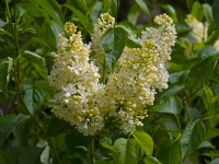 Syringa vulgaris Primrose    April Spring