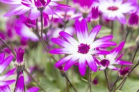 Cineraria 'Senetti Magenta Bicolour'