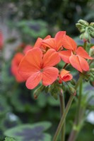 Geranium 'Antik Orange'