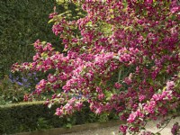 Malus 'Indian Magic' - Crabapple tree in blossom