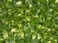 Marjoram 'gold tip'  Organum vulgare April Spring