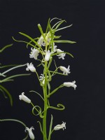 Hyacinthoides non-scripta 'Bracteata' Mid April Spring