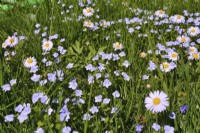Wildflower meadow with Veronica persica - common field-speedwell and Bellis Perennis - daisies.