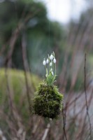 Snowdrop kokedama suspended from a tree in February