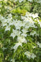 Cornus Kousa 'Moonbeam' - in Summer