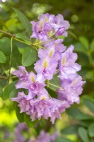 Rhododendron 'Fastuosum Flore Pleno' - In Spring