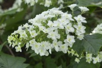 Hydrangea quercifolia 'Snowflake 'Brido' - Summer
