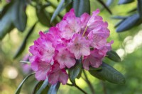 Rhododendron 'Fantastica' - in Spring