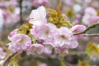 Prunus 'Matsumae hana-guruma' - in Spring