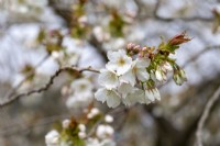 Prunus 'Tai Haku' - in Spring