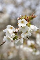 Prunus 'Tai Haku' - in Spring