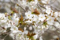 Prunus 'Tai-haku' - in Spring