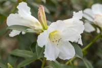 Rhododendron veitchianum - in Spring