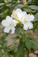 Rhododendron veitchianum - in Spring