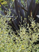 Corokia x virgata 'Sunsplash' paired with Phormium 'All Black' for a striking foliage combination