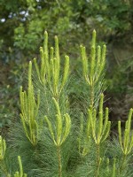 Pinus radiata - Monterey pine new growth shoots