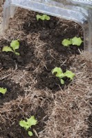 Lactuca sativa - Young Lettuce plants under a cloche surrounded by strulch