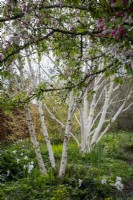 Betula utilis var. 'Jacquemontii' in a spring cottage garden with Malus floribunda in the foreground