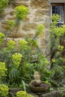 Euphorbia characias subsp. wulfenii, Mediterranean Spurge in front cottage garden, spring, small stone water spout beneath