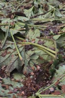 Cut Gunnera manicata leaves layed over plants for winter protection