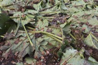 Cut Gunnera manicata leaves layed over plants for winter protection