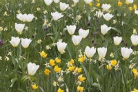 Tulipa 'Sylvestris', T. Purissima, Narcissus 'W. P. Milner and Fritillaria meleagris growing in grass