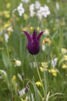 Tulipa 'Burgundy' growing in grass with other Spring bulbs