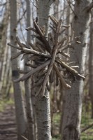 Outdoor snowflake decoration made from pieces of wood on Birch trees 