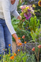 Woman picking pot marigold and gathers the edible flowers into a bouquet.