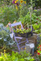 A plastic crate filled with radicchio seedlings ready to be planted in a bed.