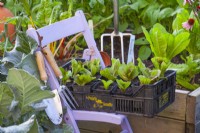 A plastic crate filled with radicchio seedlings ready to be planted in a bed.