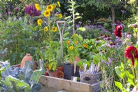 Potted herbs and edible flowers ready to fill empty spaces in a raised bed - Calendula officinalis, Ocimum basilicum and Salvia rosmarinus.