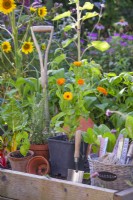 Potted herbs and edible flowers ready to fill empty spaces in a raised bed - Calendula officinalis, Ocimum basilicum and Salvia rosmarinus.