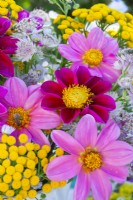 Summer bouquet containing Dahlia, Tanacetum vulgare and Astrantia.