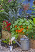 A plastic crate filled with radicchio seedlings and a watering can in front of a raised bed planted with curly kale and annual flowers including nasturtium, zinnia and French marigold.