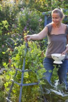 Woman picking Pisum sativum 'Blauwschokker'.