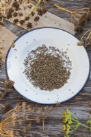 Enamel plate with collected fennel seeds.