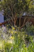 Myrtus luma underplanted with Festuca glauca 'Intense Blue', Achillea millefolium 'Moonshine' and Stipa tenuissima 'Pony Tails' in urban front garden. Designer: Nicola Haines, Citroen Power of One at Bord Bia Bloom Dublin 2023

