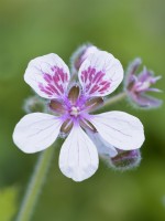 Erodium pelargoniflorum 'Sweetheart' - Heron's bill, Stork's bill flowers